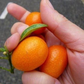 bibit jeruk nagami 50 80 cm tanaman bibit buah Samarinda