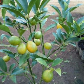 Bibit Jeruk Nagami Berbuah Tebo