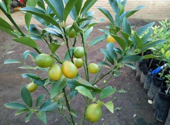 Bibit Jeruk Nagami Berbuah Tebo