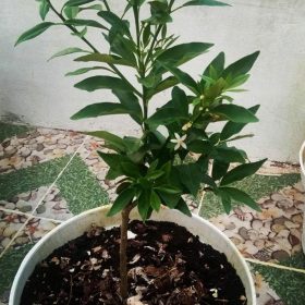 Bibit Jeruk Nagami BerbuahBibit Berbunga Barito Kuala