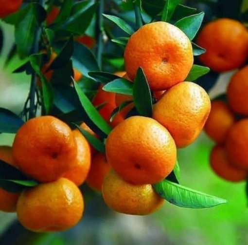 bibit jeruk nagami berbunga Banten