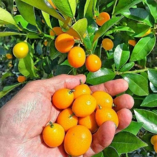 bibit jeruk nagami genjah manis Riau