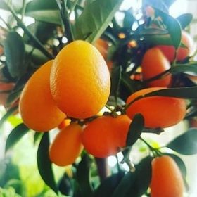 bibit jeruk nagami hasil okulasi cepat berbuah Banjarmasin