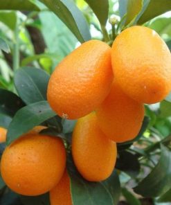 bibit jeruk nagami hasil okulasi cepat berbuah Jakarta