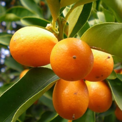 bibit jeruk nagami hasil okulasi siap berbuah Banten