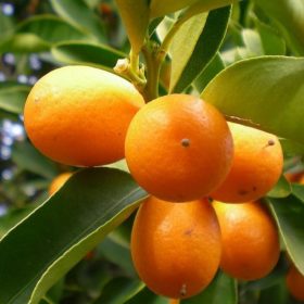 bibit jeruk nagami hasil okulasi siap berbuah Pekanbaru