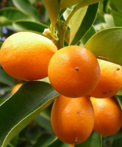 bibit jeruk nagami hasil okulasi siap berbuah Sumatra Utara