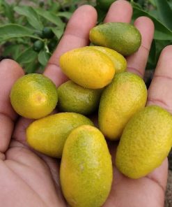 bibit jeruk nagami Jambi