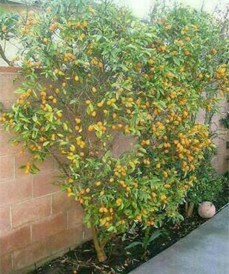 Bibit Jeruk Nagami Manis Sedang Berbunga Atau Berbuah Bolaang Mongondow Timur