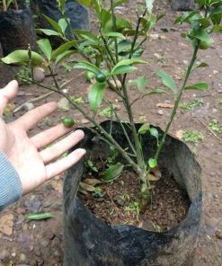 Bibit Jeruk Nagami Pohon Citrus Japonica Timor Tengah Selatan