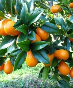 bibit jeruk nagami pohon jeruk nagami bibit buah jeruk nagami pohon buah jeruk nagami Manado