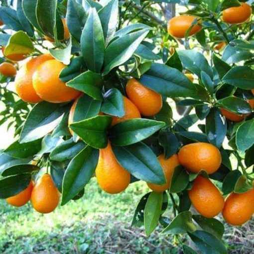 bibit jeruk nagami pohon jeruk nagami bibit buah jeruk nagami pohon buah jeruk nagami Manado