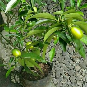 Bibit Jeruk Nagami Sedang Berbuah, Kulitnya Manis Bisa Dimakan Langsung Pringsewu