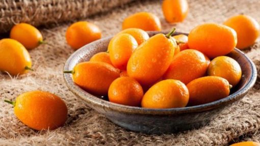 bibit jeruk nagami siap berbuah Lhokseumawe