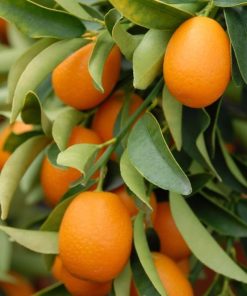 bibit jeruk nagami Sumatra Barat