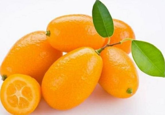Bibit Jeruk Nagami Tanaman Berbuah Nias Utara