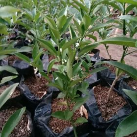 Bibit Jeruk Nagami Tanaman Berbunga Sambas