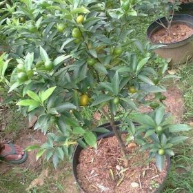 Bibit Jeruk Nagami Tanaman Buah Berbuah Bone Bolango