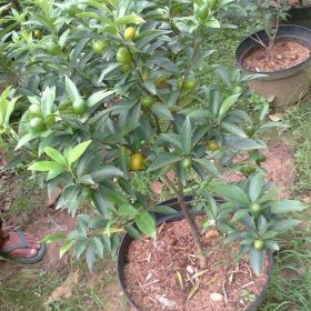 Bibit Jeruk Nagami Tanaman Buah Berbuah Palembang