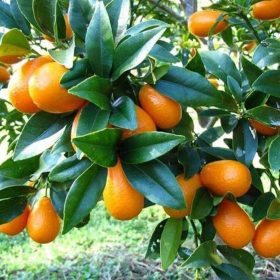 Bibit Jeruk Nagami Tanaman Buah Way Kanan