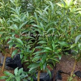 Bibit Jeruk Nagami Tanaman Kualitas Unggul Yalimo