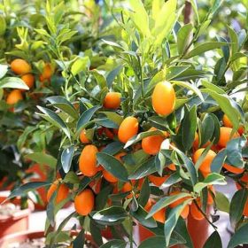 Bibit Jeruk Nagami Tanaman Tinggi Up Boyolali