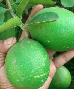 bibit jeruk nipis Jawa Timur