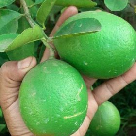 bibit jeruk nipis Jawa Timur