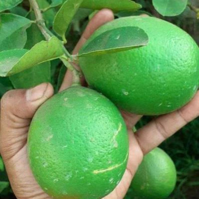 bibit jeruk nipis Jawa Timur