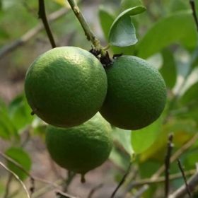 bibit jeruk nipis jumbo cepat berbuah Sumatra Barat