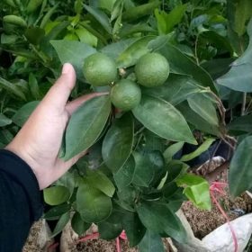 bibit jeruk nipis super murah beli 15 gratis 2 Bima