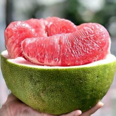 bibit jeruk pamelo madu Jawa Barat