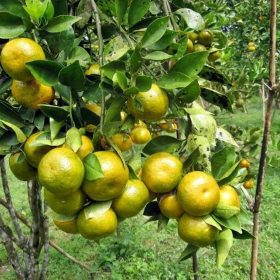 bibit jeruk primong super manis dan siap tanam Bengkulu