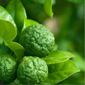 bibit jeruk purut daun bumbu Kediri