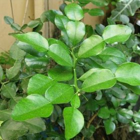 bibit jeruk purut daun penyedap masakan Sabang