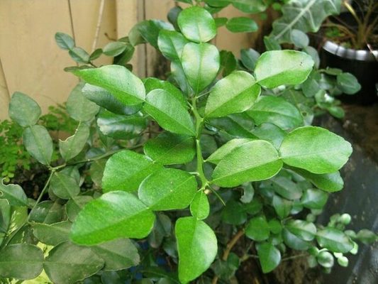 bibit jeruk purut daun penyedap masakan Sabang