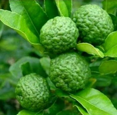 bibit jeruk purut jeruk bumbu Kalimantan Timur