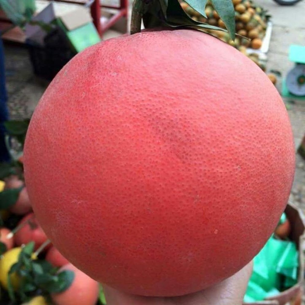 Gambar Produk bibit jeruk red pamelo Padang Sidempuan