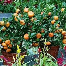 Bibit Jeruk Santang Madu Berbuah - Buah Buahan Super Unggul Surabaya