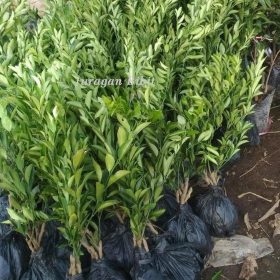 Bibit Jeruk Santang Madu Berbuah Buah Pesisir Barat