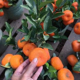 Bibit Jeruk Santang Madu Berbuah Dan Berbunga Bangka