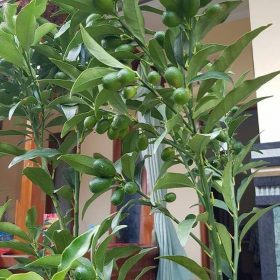 Bibit Jeruk Santang Madu Berbuah Lebat Baru