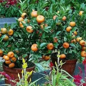 Bibit Jeruk Santang Madu Berbuah Pohon Tanaman Buah Super-Tabulampot Unik Ngawi