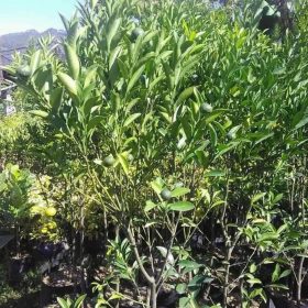 Bibit Jeruk Santang Madu Berbuah Pulang Pisau
