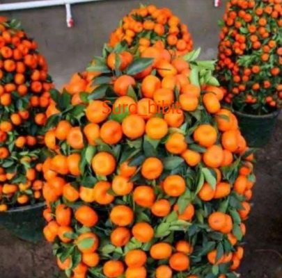 Bibit Jeruk Santang Madu Berbuah Sudah Banjarbaru