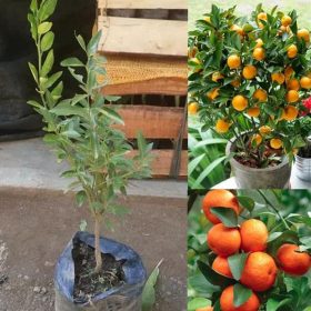 Bibit Jeruk Santang Madu Berbuah Tanaman Buah Mandailing Natal
