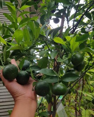 Bibit Jeruk Santang Madu Berbuah Tanaman Buah Okulasi Sambung Pucuk Berau