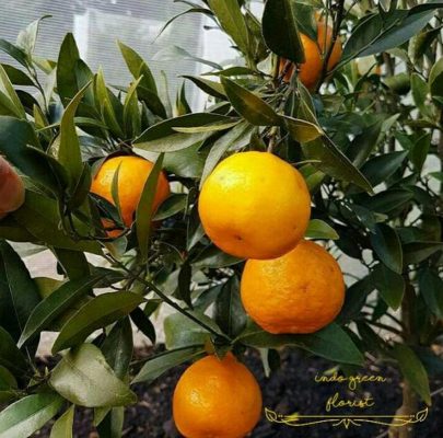 Bibit Jeruk Santang Madu Berbuah Tanaman Buah Siap Kepulauan Aru