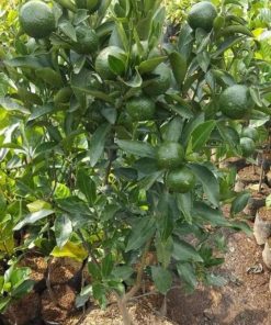 Bibit Jeruk Santang Madu Berbuah Tanaman Buah Sudah Lebat-Bibit Okulasi Tambulapotb Sanggau