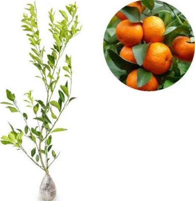 Bibit Jeruk Santang Madu Berbuah Tanaman Subang